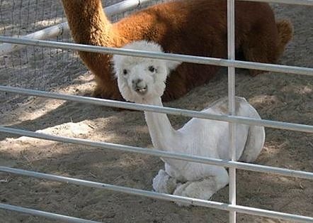 funny animal.JPG.800.jpg